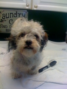 Sunday Scrub Sunday Scrub